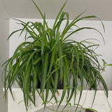 Spider Plants